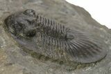 Scabriscutellum Trilobite - Nice Shell Detail #273799-2